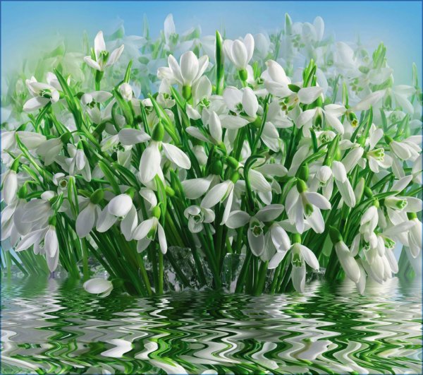 Фотообои подснежники