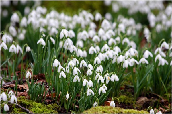 Подснежник Галантус голубой