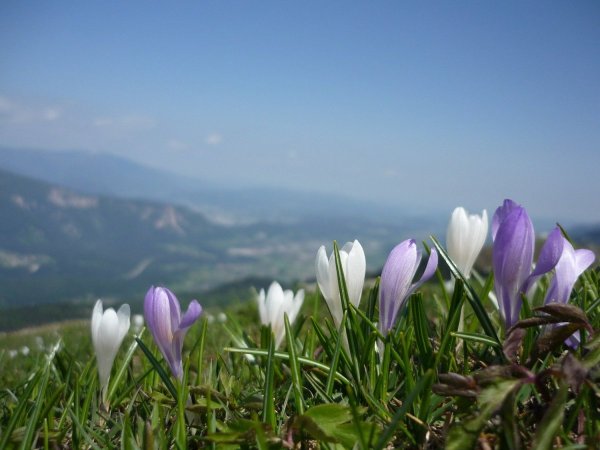 Крокус горный цветок Эльбрус