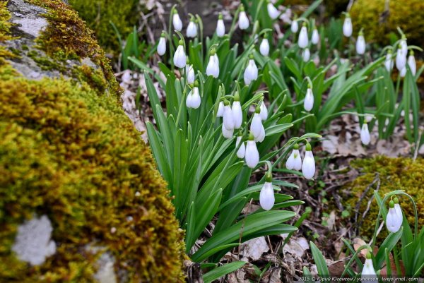 Подснежники в Крыму
