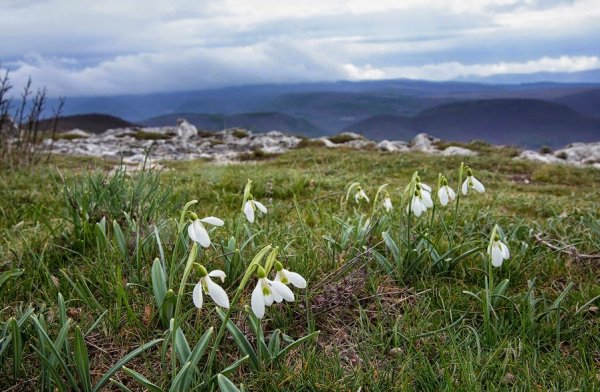 Подснежник Крымский