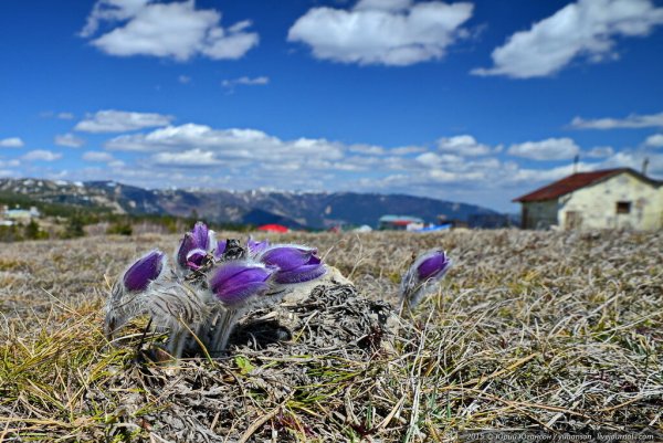 Сон трава на ай Петри