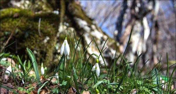 Примула Подснежник