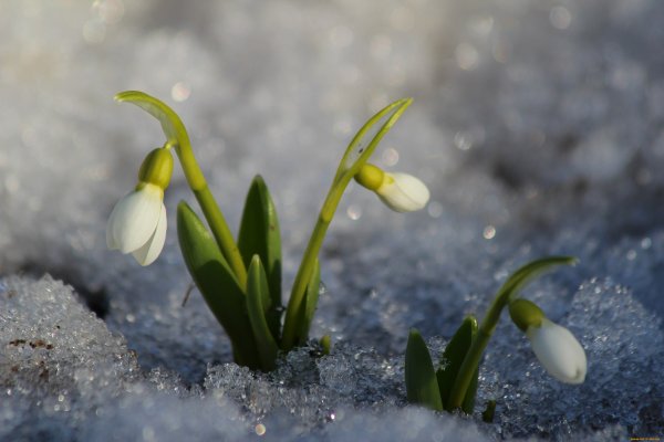 Пейзаж с подснежниками