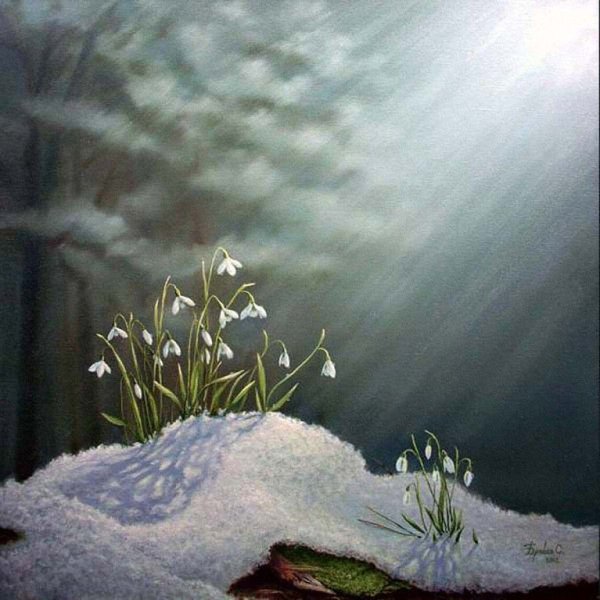 Пролеска Лесная белая