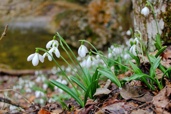 Подснежник тонколистный