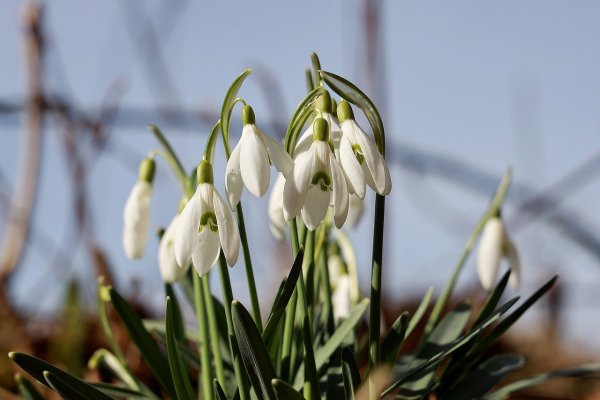 Подснежник Галантус Ставропольского края