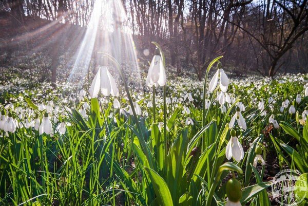 Подснежник презентация