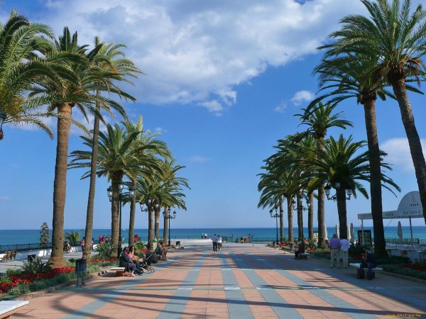 Сочи пальмы Адлер