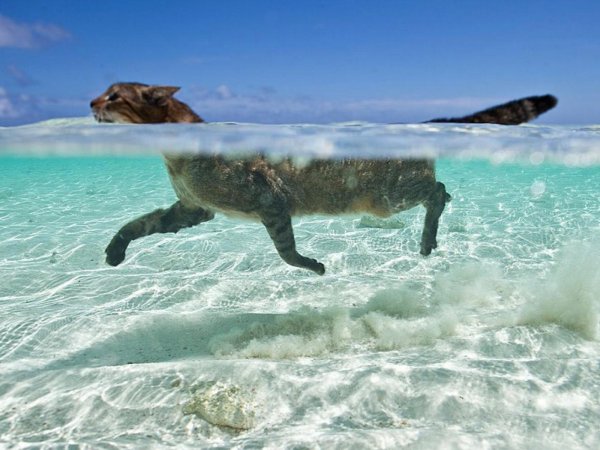 Кот плавает