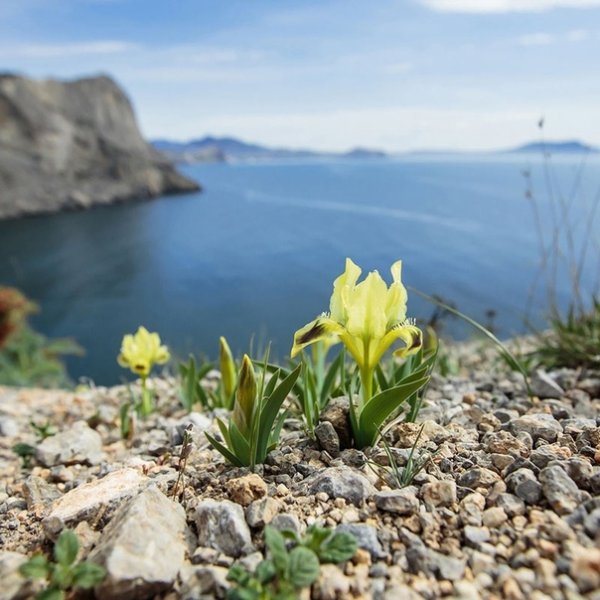 Весенние цветы и море