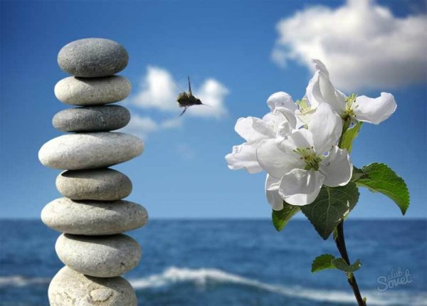 Весенние цветы и море