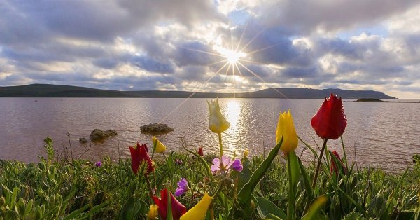 Цветущая Сакура Ялта