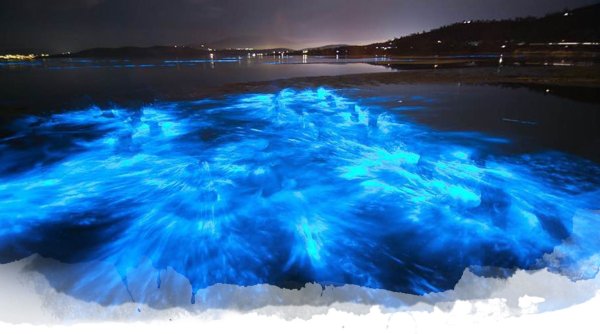 Водоросль ночесветка черное море