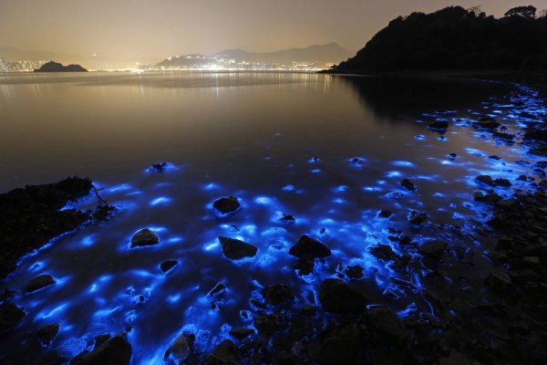 Водоросль ночесветка черное море