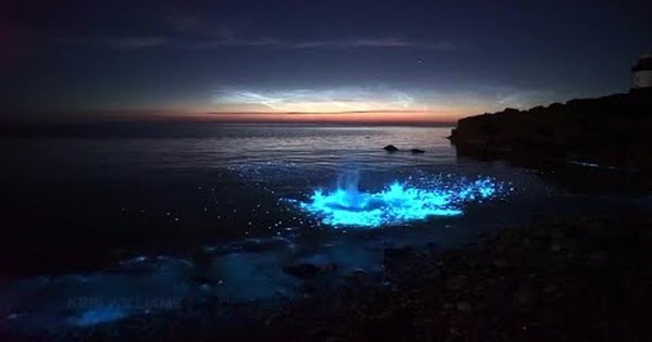 Биолюминесцентное сияние