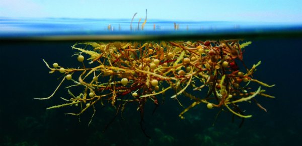 Саргассово море водоросли саргассум
