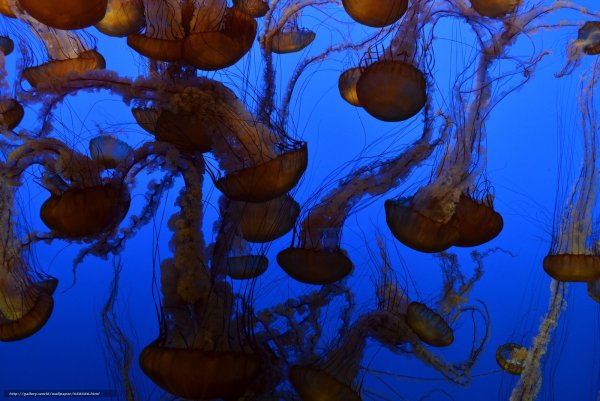 Атлантический океан Саргассово море