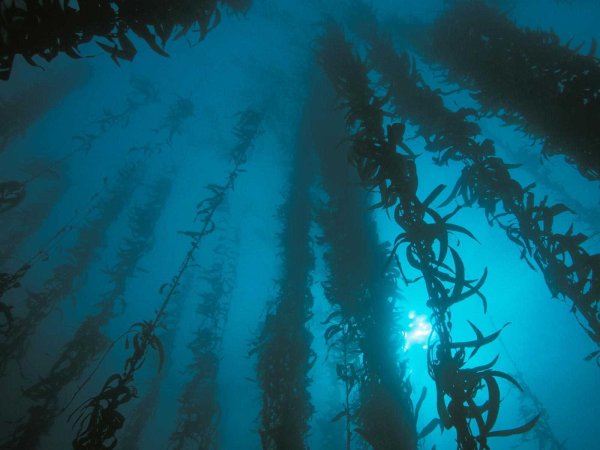 Саргассово море водоросли саргассум