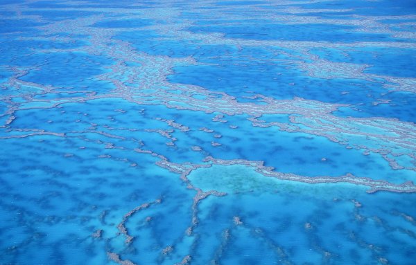 Саргассово море окраинное