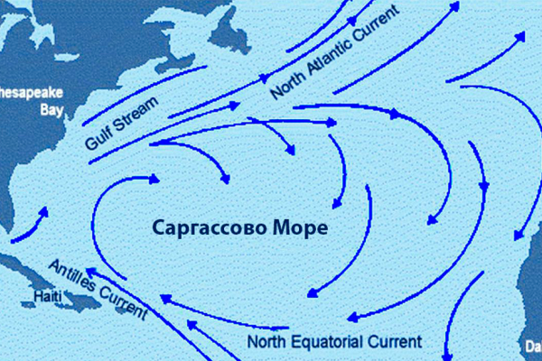 Саргассово море водоросли саргассум