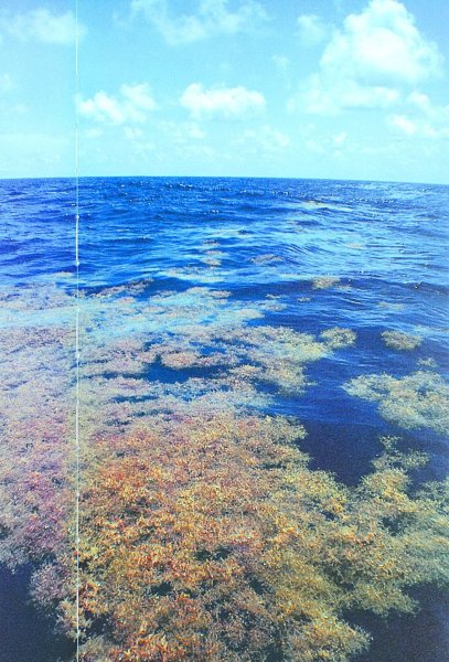 Саргассово море дно