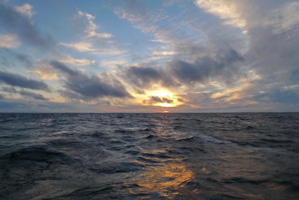 Лесной берег Рыбинское водохранилище