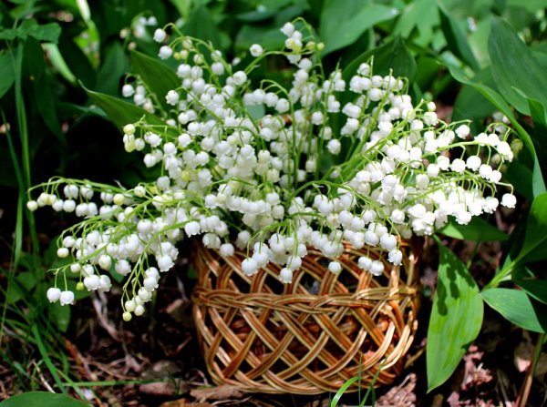 Ландыш Майский корзинка