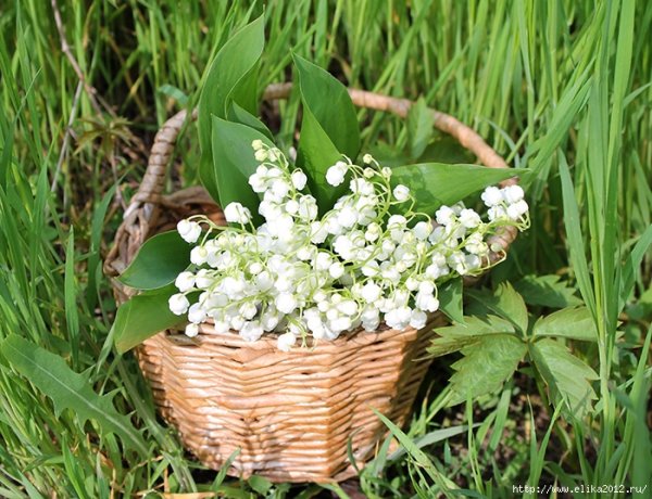 Папоротники и Ландыши в саду