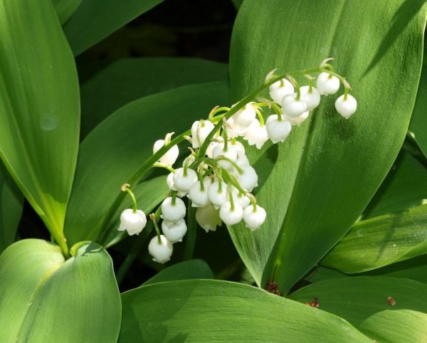 Ландыш Convallaria Majalis