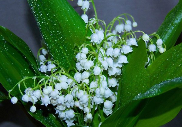 Ландыши Чайковский