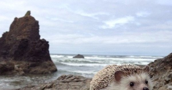 Ежик на море