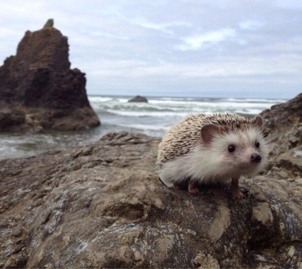 Почему я еж