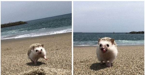 Ежик на фоне моря