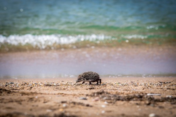 Еж на море