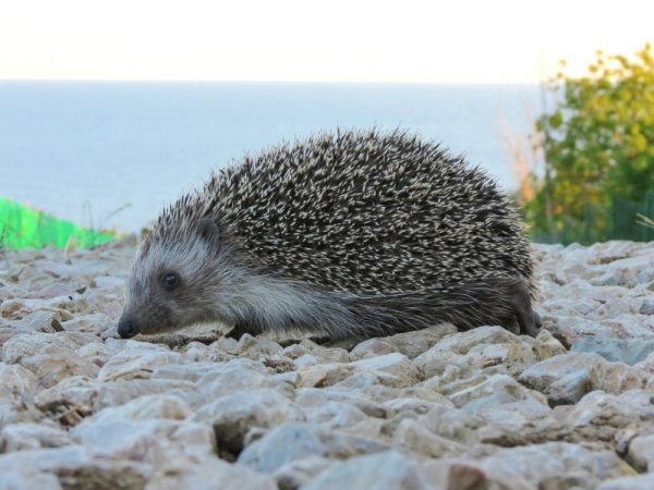 Черноморский еж