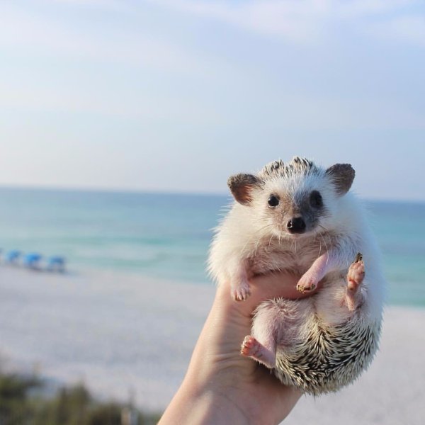 Ежик на море