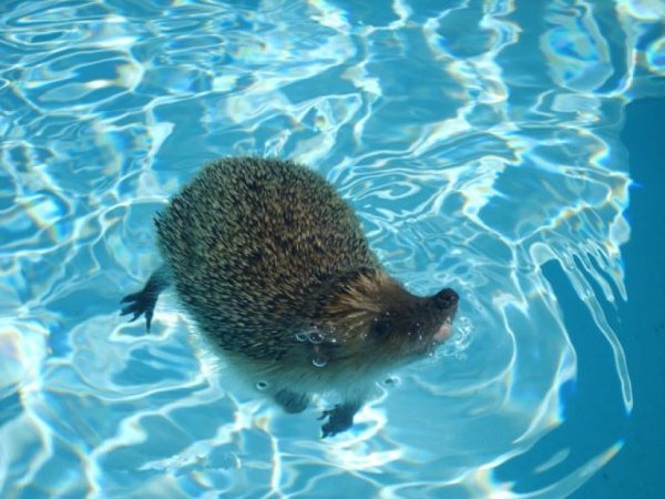 Ехидна и еж