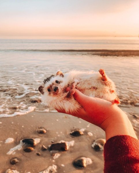 Ежик на море