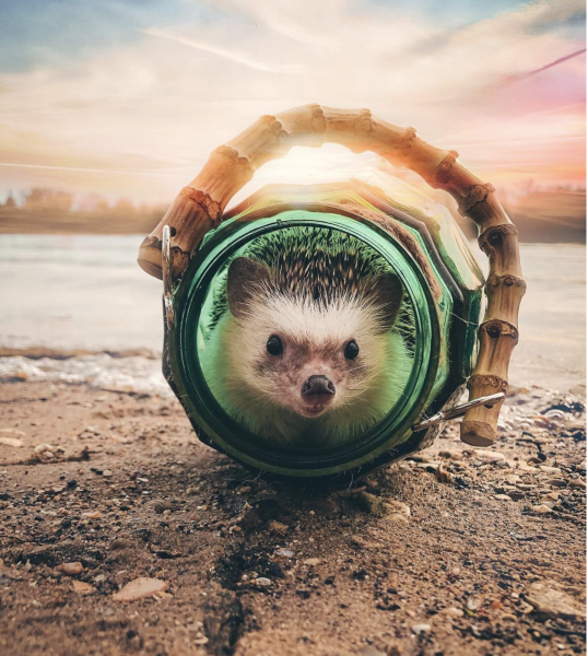 Mr.Pokee очаровательный ёж-путешественник