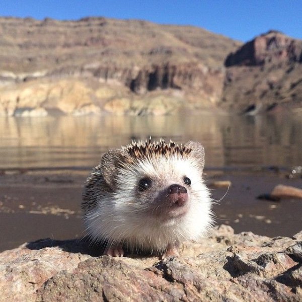 Ежик на море