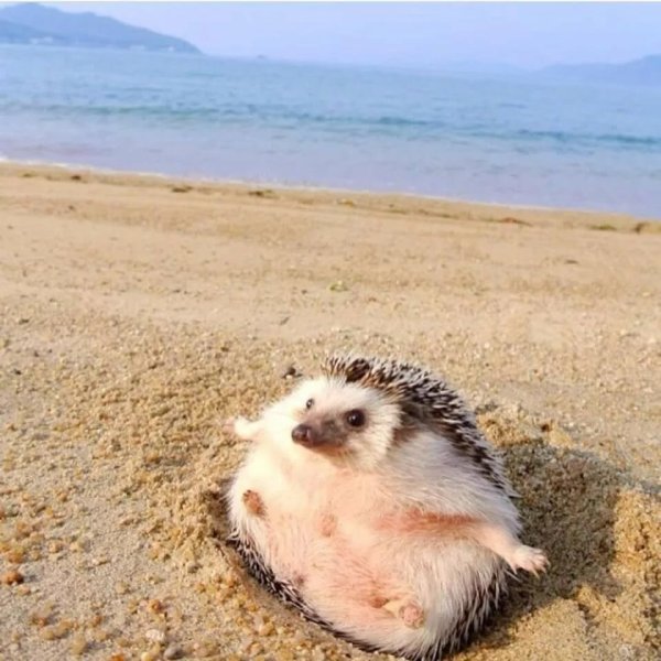 Толстый Ежик