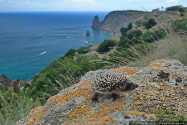 Ежики в Крыму