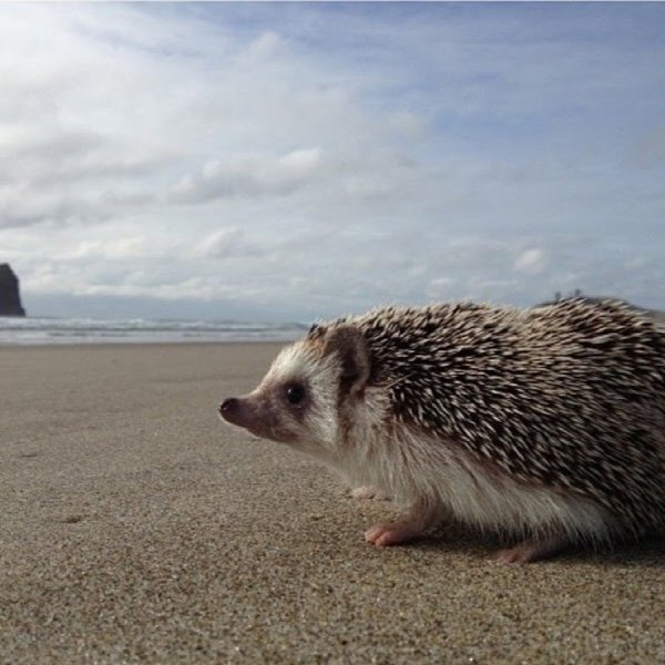 Еж на берегу