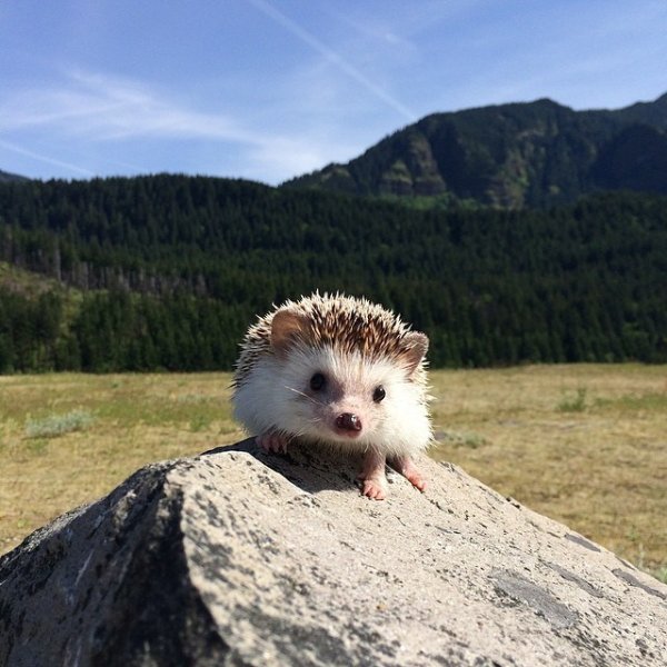 Ежик на горе