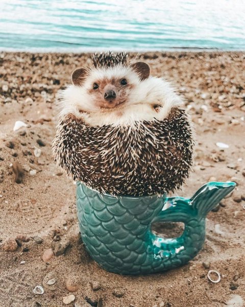 Милый Ежик на море
