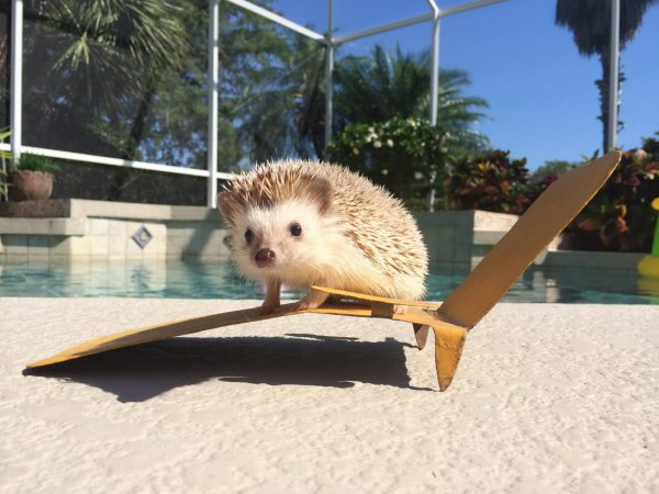 Смешной Ежик