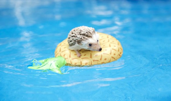 Ежик в спасательном круге