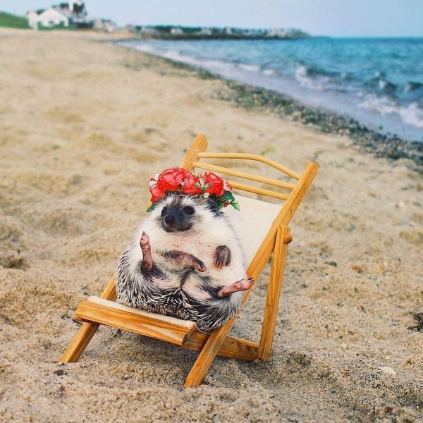 Ежик на пляже