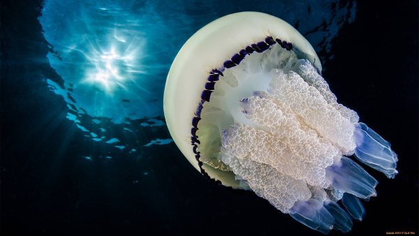 Сцифоидные медузы